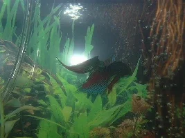 my first betta