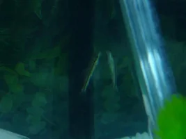 Supraking's First Tank