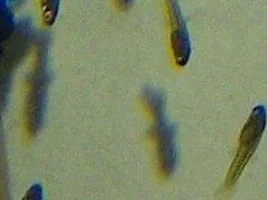 Guppy Babies!