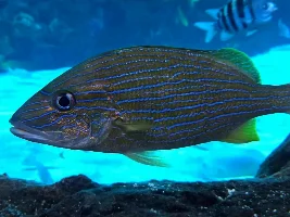 Ripley's Aquarium of Canada 2026