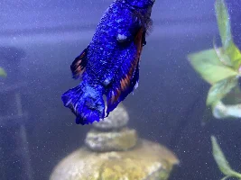 My betta is having lumps on his body