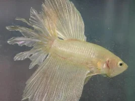 My new rosetail pair breeded. :)
