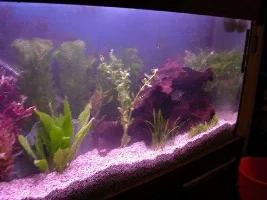 My tanks