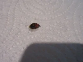 What snails do I have ?