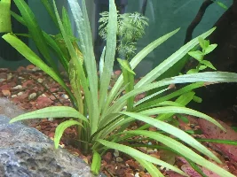 Slow and weak growth in plants.