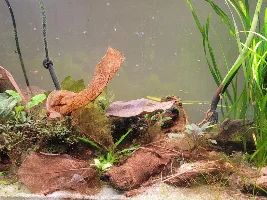 29 gallon for a. Sp D39