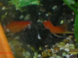Planted Tank. New Swordies and Random Platies