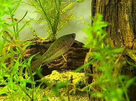 So Many Babies