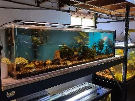 Slimmed Down Fish Room Journal