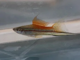 Green neon simpson swordtail...
