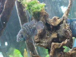 Help me sex these fish