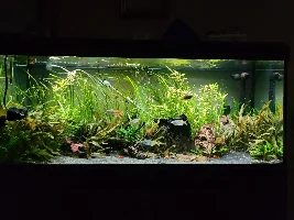 Are these ghost shrimp or amanos?