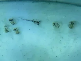 leopard danios