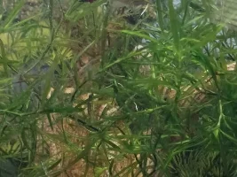 Nitrites n plants