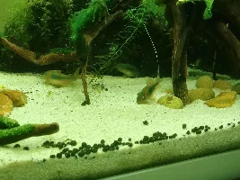 Bronze cory with popeye - limited or no QT options...
