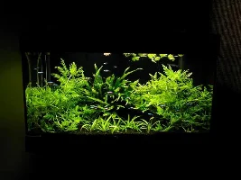 Welcome to the Jungle