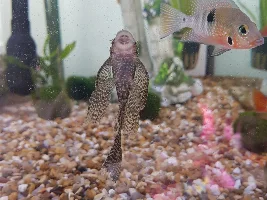 Hi I am new here. Just wanted to know if my smaller plec is male or female? I have a larger plec he is definitely male but got this one as a baby.