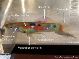 Platys