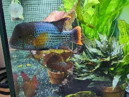 Green Terror free to good home