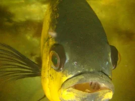 What are some fun quirks of your fish?