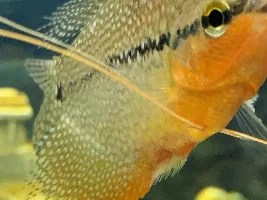 Whats happened to my pearl gourami?