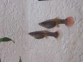 Are These Guppy Girls Pregnant or Fat?