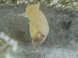Sigh, looks like I have snails...