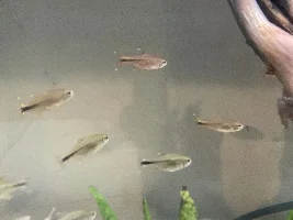 148.6L (39.2 gallon) aquarium journal