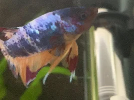 why is my betta’s eye different than usual?
