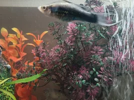 My fish