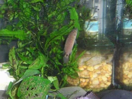 New Serpae Tetras!