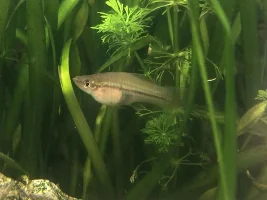 My other girl ready to pop