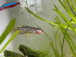 Help for my zebra danio