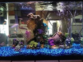 Beginner Looking To Start Using Live Plants