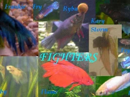*Let's see everyone's Bettas!*