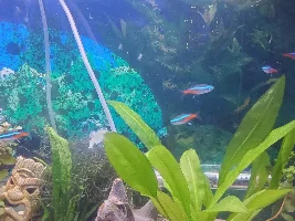 Starter tank, 29g