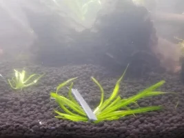New shrimp and crab tank.
