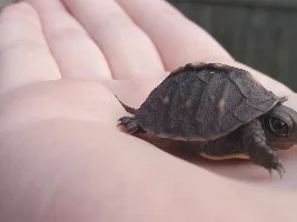 Found a baby box turtle in our yard!!! Adorable