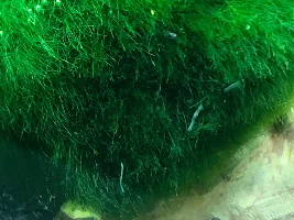 Worms in my shrimp tank!