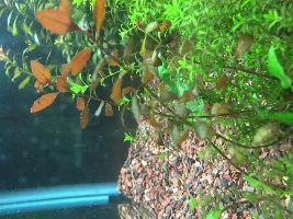 Rebuilding My Tank.. New Substrate... :(