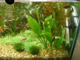 60 gallon.