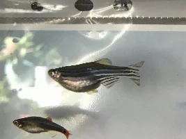 Does my Fish Have Dropsy??
