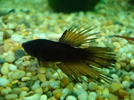Introducing The New Betta
