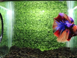 Halfmoon Nemo Betta