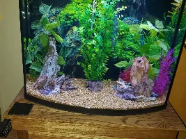 40 gal stocking ideas