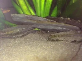 Fertile Cory Eggs!