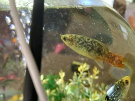 Is this fin rot?