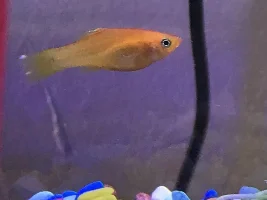 What is this on my platys tail