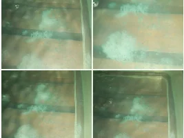 Breeding Starfire Glo Tetras.