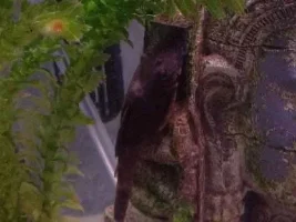 Angry Fish Problems - Help!